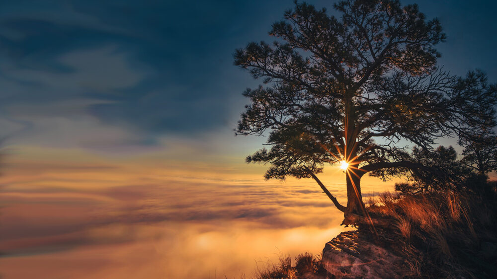 Beautiful old tree grown on the edge of a rock with amazing clouds on the side and the sunlight
